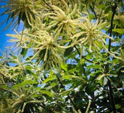 Belle Epine Blüte des Maronenbaum
