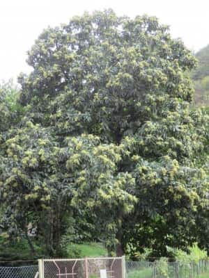 Ausgewachsener Baum Brunella