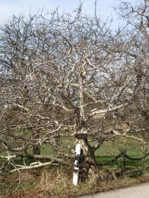 Buschnuss aus Finkenwerder - Walnussbaum im Winter | Nussbaumschule Klocks kaufen