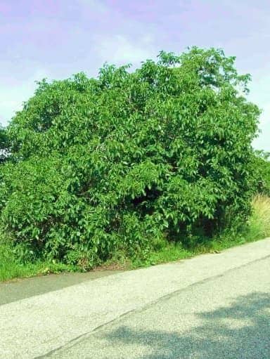 Buschnuss aus Finkenwerder - Mutterbaum des Walnussbaum | Nussbaumschule Klocks kaufen