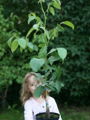 Finkenwerder Deichnuss Royal S - Jungbaum im Topf wird von einem Kind getragen | Nussbaumschule Klocks Walnussbaum kaufen