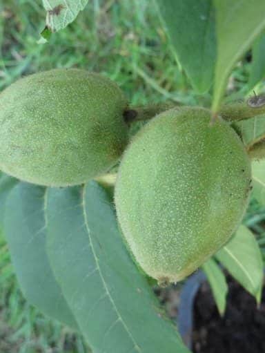 Imshu - Früchte am Zweig des japanischen Walnussbaum | Nussbaumschule Klocks bestellen