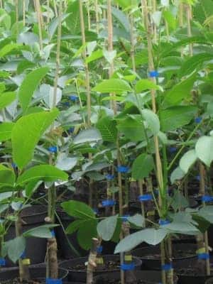 Jungpflanzen des Apollo Walsnussbaum | Bei der Nussbaumschule Klocks bestellen