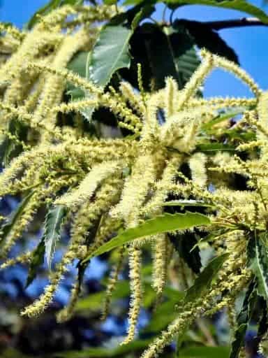 Marlhac männliche Blüten im Frühjahr | Nussbaumschule Klocks Esskastanienbaum kaufen