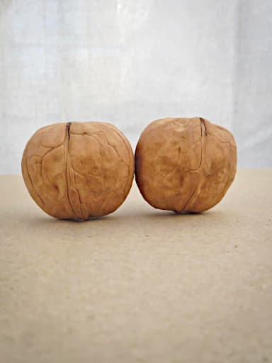 Meylannaise - zwei Nüsse des Walnussbaum | Nussbaumschule Klocks kaufen