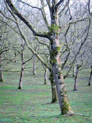 Proslavski - Jungbäume in der Plantage | Nussbaumschule Klocks Walnussbaum kaufen