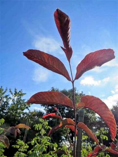 Purpurea / Rotblättrige Walnuss | Blattwerk und Ast des Baums | Nussbaumschule Klocks Wanussbaum bestellen