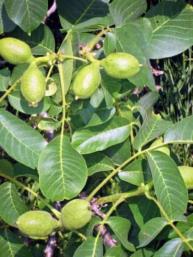 Zahlreiche Nussfrüchte am Walnussbaum