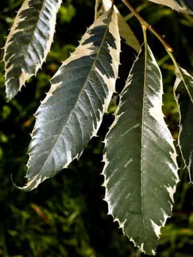 Variegata - typische Blätter des Edelkastanienbaum | Nussbaumschule Klocks kaufen