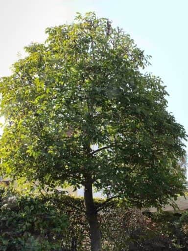 Walnuss-Sämling Juglans Regia - Walnussbaum in einem Garten | Nussbaumschule Klocks kaufen