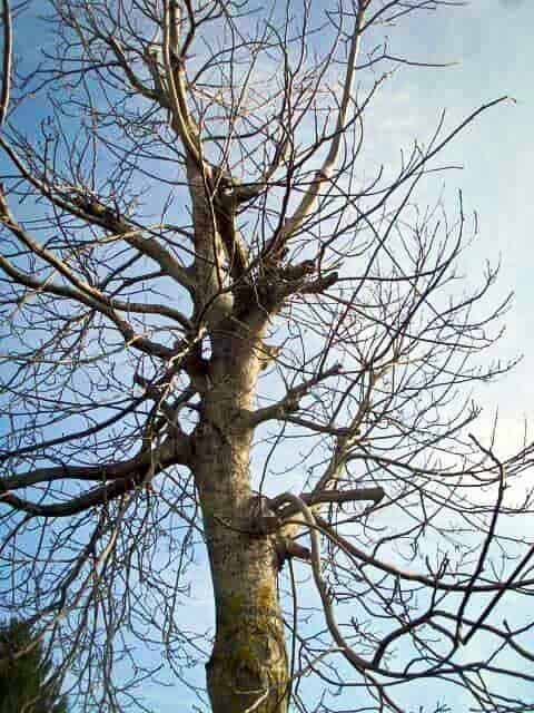 Walnussbaum Juglans Regia beim Herbstschnitt