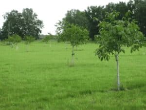 Junge Walnusspflanzen Ockerwitzer Lange | Bei der Nussbaumschule Klocks kaufen