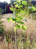 Nottinghams Frühe - Jungbaum | Nussbaumschule Klocks