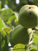 Nüsse im Fruchtbecher am Walnussbaum Aufhauser Baden