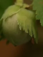 Frucht der Goldhasel Aurea