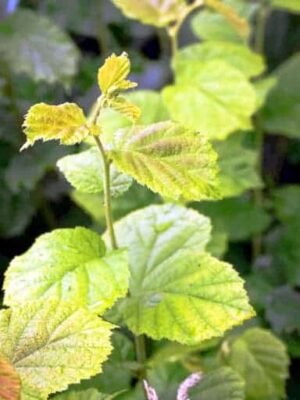 Jungabum Goldhasel Aurea