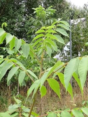 Jungbaum der Beckwith Butternuss