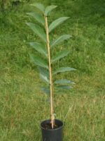 Jungbaum der Esskastanie