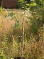 Jungbaum Bergeri Haselnussbaum