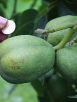 Walnüsse in ihrer Fruchtschale - Börde Riesen