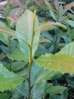 Jungbaum des Bouche de Betizac Maronenbaum