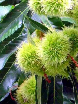 Früchte am Baum der Bouche Rouge Esskastanie