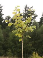Jungpflanze Butler Haselnussbaum