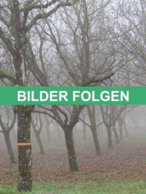 Coenen Platzhalter Bild