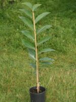 Jungbaum Doree de Lyon
