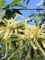 Blüte des Ecker 1 Esskastanienbaum