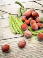 Emoa 1 Haselnüsse mit Blüten auf einem Tisch