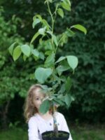Mädchen mit Jungbaum im Topf - Finkenwerder Deichnuss Royal