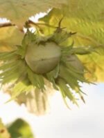 Gunslebert Nuss am Baum