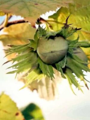 Gunslebert Nussfrucht am Baum