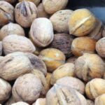 Walnüsse der Juglans regia Pendula / Hängewalnuss