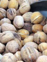 Walnüsse der Juglans regia Pendula / Hängewalnuss
