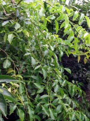 Blattwerk der Juglans regia Pendula / Hängewalnuss