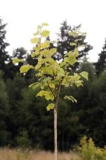 Jungbaum Hallesche Riesen / Riesennuss