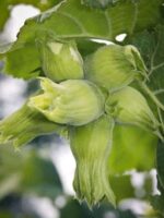 Drei Früchte am Baum von Hallesche Riesen / Hallesche Riesennuss