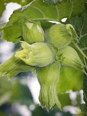 Drei Früchte am Baum von Hallesche Riesen / Hallesche Riesennuss