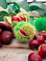 Früchte des Hamibe Hardness Esskastanienbaum
