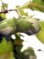 Heterophylla, Geschlitztblättrige Haselnuss - zwei Nüsse am Baum