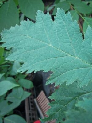 Blattwerk Heterophylla, Geschlitztblättrige Haselnuss