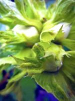 Lange Tidling Zellernuss, Haselnüsse am Baum