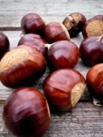 Maraval Maronenbaum Früchte