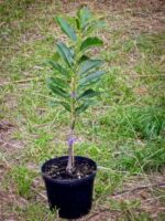 Jungbaum Marigoule im Topf