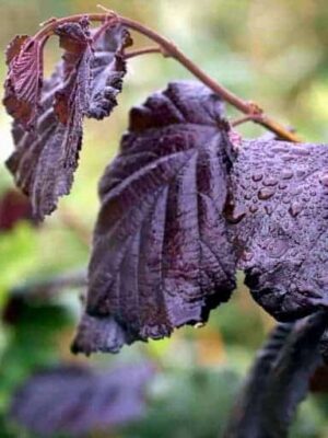 Blätter der Maxima Purpurea / Bluthasel