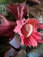 Frucht der Maxima Purpurea / Bluthasel