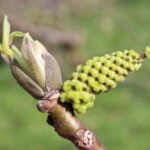 Blüte der Zwerg-Walnuss / Zwerg-Walnussbaum / Nuss von Chatenay J. fertilis
