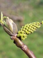 Blüte der Zwerg-Walnuss / Zwerg-Walnussbaum / Nuss von Chatenay J. fertilis
